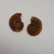 فسیل آمونیت