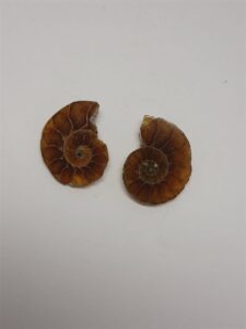 فسیل آمونیت